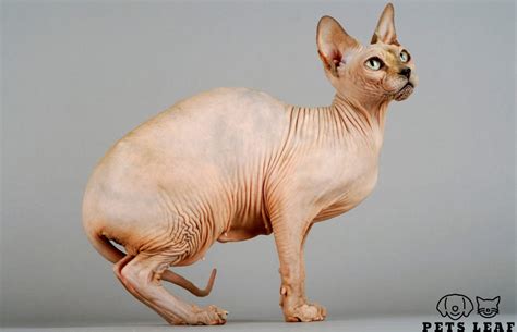 A Guide to Sphynx Cats: Characteristics, Care & Comparison